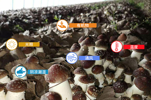 發(fā)現(xiàn)了新物種？還是“雞油菌”？吃貨表示：能吃嗎？